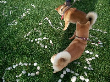 его обожают