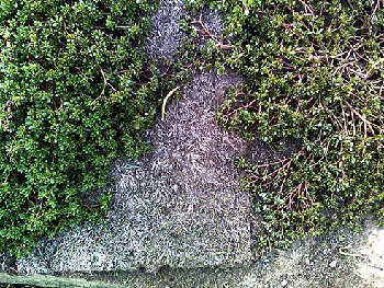 сперва выгрызают натуральный природный газон, уничтожают его и завозят рулонный