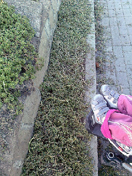 но и эту красоту в начале октября пускают под косилку - пуркуа па?? господа, вы звери!!!