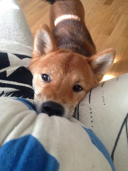 а,,,,на диван то можно?