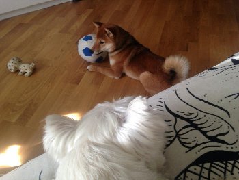 А на востоке положено отдавать гостю самое лучшее!