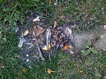 дохлые голуби - почему их никогда не убирают дворники???