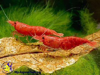 вот таких до глобального мора было много