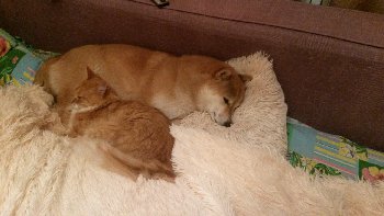 рыжие на рыжем