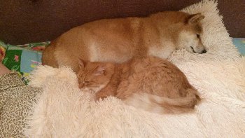 рыжий на рыжей