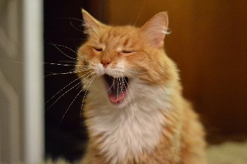 иди домой! а то я уже спать хочу!