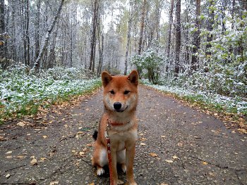 Шант в осеннем лесу