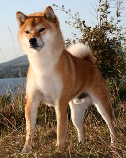 KAIOU GO RYUUKYUU URUMA