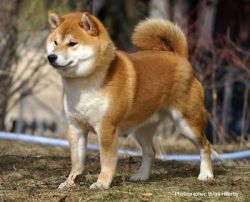 Рикин дед KAZAKOSHI NO BENIKAZE GO YOKOHAMA ATSUMI