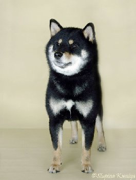 отец Таро и дед Зукко (Шанта)  HOSHI NO OOTOMI GO NANKAISEISOU