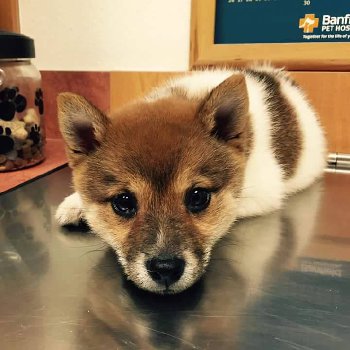 брак по окрасу-ЯВНЫЙ ПЭТ