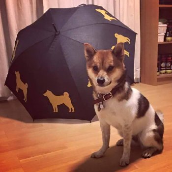 брак по окрасу-ЯВНЫЙ ПЭТ