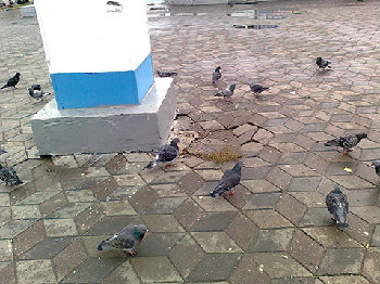 а это наши родные часики - и столб и краска на нем, и плитка отколупанная - потрёсканная - провалившаяся вокруг - все достойно!!