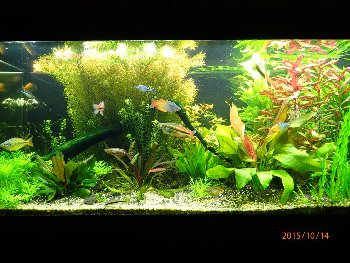 ОБЩИЙ ВИД АКВАРИУМА ДО ПРОПОЛКИ
