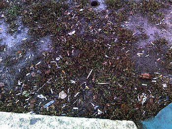 весь газон возле часов на Родине - пепельница..