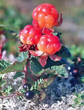 морошка 3.jpg