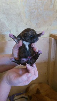 Шант(Зукко) для сравнения , так же  только что рожденный