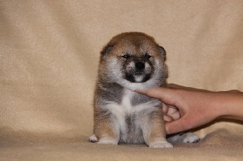 девочка 25 дней