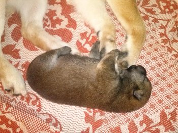 баночик Баунти-РАЙСКОЕ НАСЛАЖДЕНИЕ!