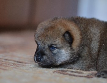 глаза открыли а видеть еще не научились!
