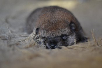 солидные бобрячьи щеки вес 1075!!!