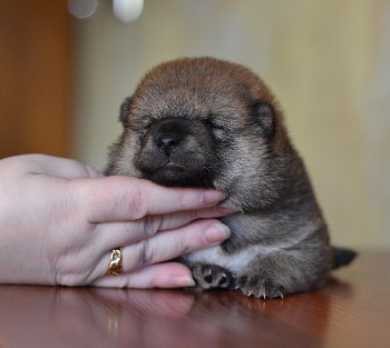 Сасори Киноби позировать не хочет! хочет спать!!