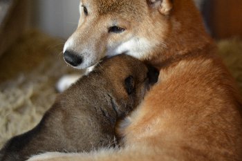 мама самое главное слово!