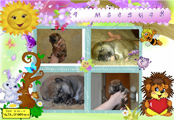 дети-однопометники практически одинаковые