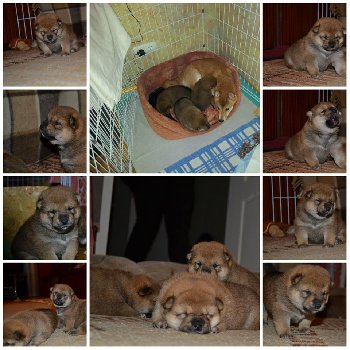 МакаРики-Лючи+ Нэка+ Бьякка