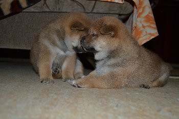 Нэка и Бьякка