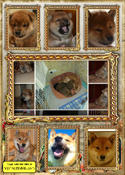 МакаРики 2 года!