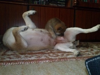 мама самая лучшая мам на свете