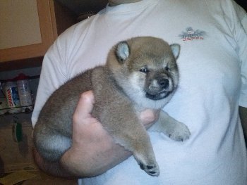 Сасори Киноби Ко 5 недель от роду!