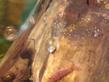 на фото по центру