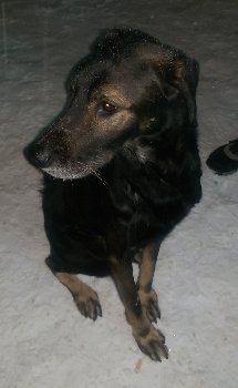 пес1.jpg