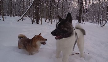 ШАНТ И АМЕРИКАНСКАЯ АКИТА