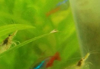 Вредители улиты. Фото снято с использованием лупы)