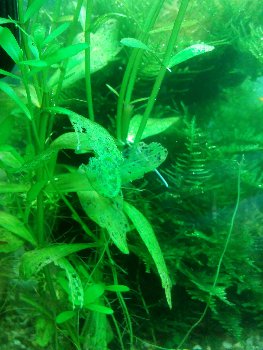 Результат обжористых созданий-мой Дубок