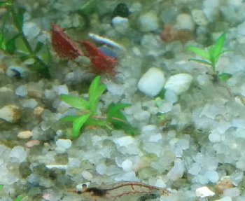 Вот типа такого что описывает, у той,что слева