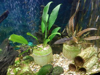 аква не знаю названия