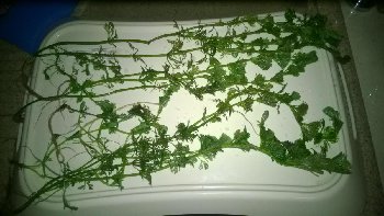 WP_20160320_002.jpg