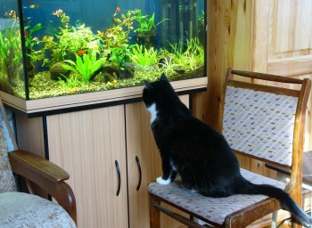 Так он радовал мой глаз в марте (не только мой, но и кота)))