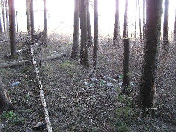 Тут вчера убрали. От склада мусора молодые деревья засохли.