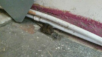 крыса в нашем подъезде, людей не боится , вышла позавтракать  в народ!