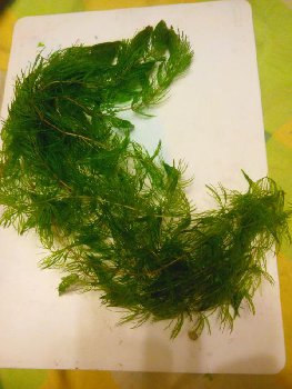 IMG_20160304_175654.jpg