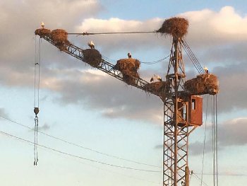IMG_20160525_093518_41.jpg