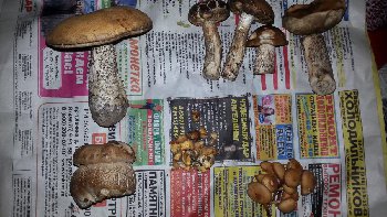 IMG-20160603-WA0002.jpeg