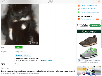 совсем не сиба