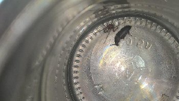 поймал в углу под потолком