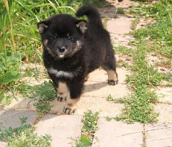 Зеро Торите